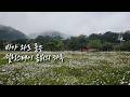 비가 와도 좋은 힐링스테이 옴뷔의 하루 ㅣ2025.9.28.(일) #오대산자연명상마을 #힐링스테이옴뷔 #아리야숲 #구절초 #자연명상 #동림선원 #불꽃속에피는연꽃 #강원도평창