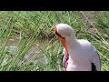 Yellow Billed Stork Preening in Kruger National Park
