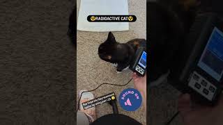 Cookie is home and #radioactive ☢ #radioiodinetherapy #feline #cat #hyperthyroidism #geigercounter