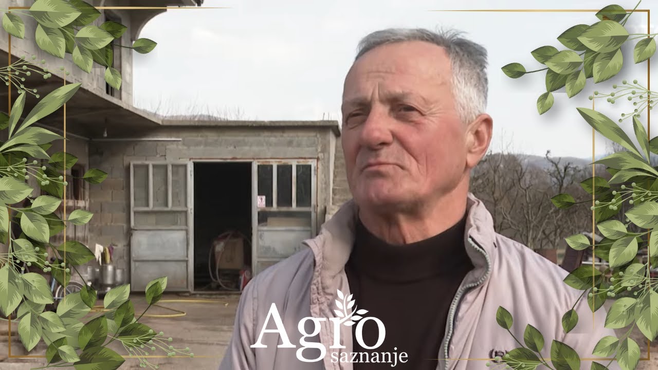 AGROSAZNANJE -  Farma holštajn rase u Gornjem polju