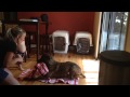 Teach Your Dog to Cover Up with a Blanket - Birmingham, MI Teach Your Dog to Cover Up with a Blanket - Birmingham, MI