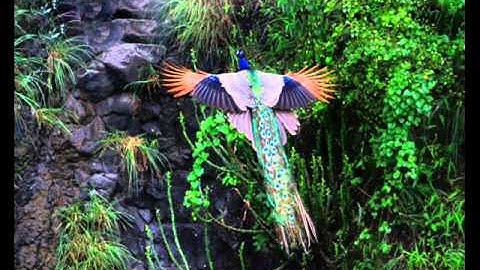 سورة الإخلاص للشيخ عبد الباسط عبد الصمد صوت نقى جدا