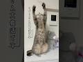 げんきがいちばん！なうずぽん #cat #猫 #shorts