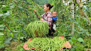 Huu Loc and his mother harvest long beans to sell at the market - the daily life of a single mother