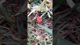 Red bug or cotton pests#nature #explore #naturalsounds