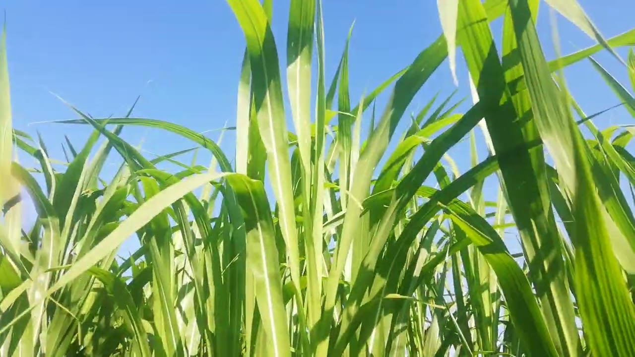 MARALFALFA PACKHONG 1 0513408080 & 05424528085 