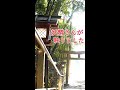 あなたは見えますか?【妖精が映りました】見た人に奇跡が起こる「三輪山の精霊」神の光 #shorts
