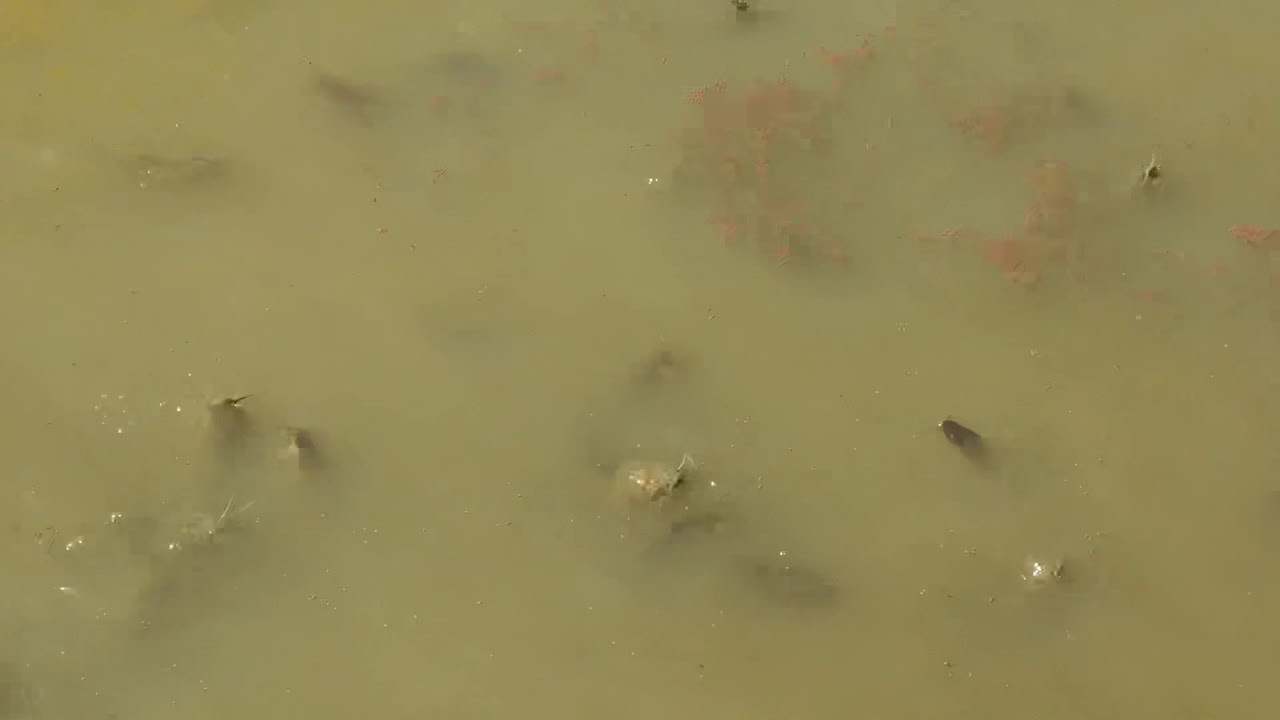 myanmar catfish YouTube