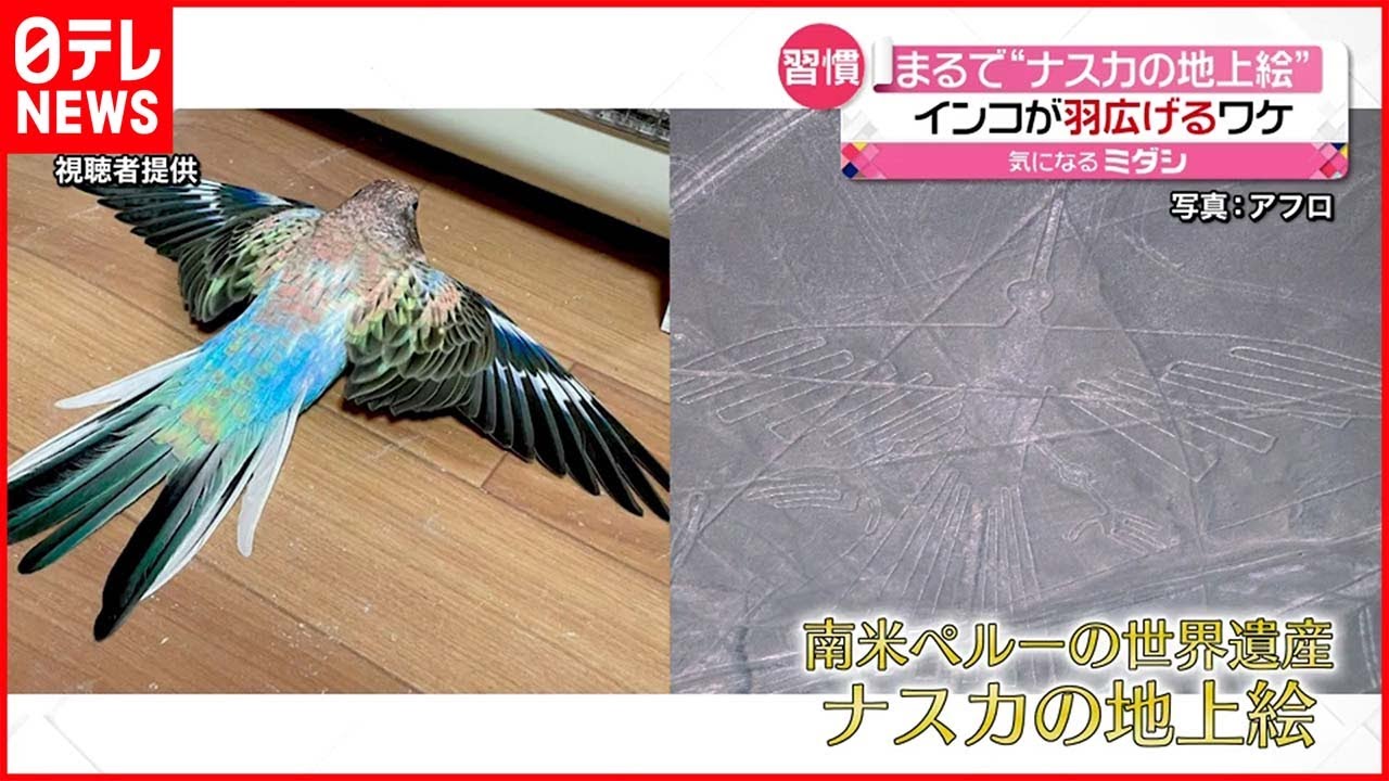 話題】まるで「ナスカの地上絵」インコが羽広げ… - YouTube