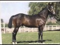 Descargar MIX DE LABERINTO - OSCAR SOLIS CORRIDOS DE CABALLOS - ladodelavara Descargar MIX DE LABERINTO - OSCAR SOLIS CORRIDOS DE CABALLOS - ladodelavara