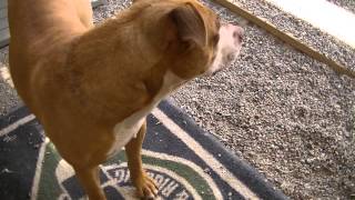 Bubba 4 Yr. Old Pit Bull Mix Rifle Animal Shelter 970-625-8808