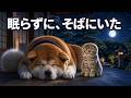 【秋田犬と子猫】夏バテで倒れた相棒を、子猫はひと晩中はなれなかった｜ゲンとモカ 第8話「こんどは、わたしが」