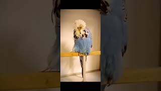 European giant size exhibition female budgies budgerigar bird parrot sky classic lovebirds