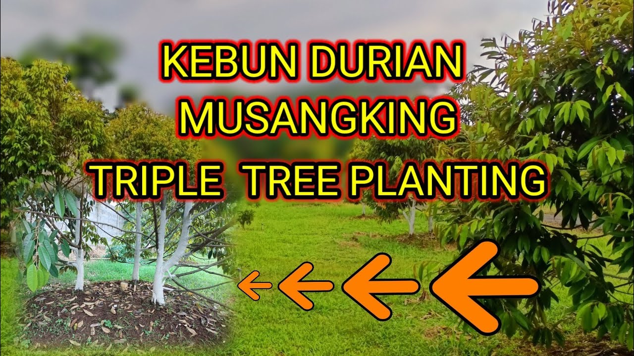 KEBUN DURIAN TRIPLE TREE PLANTING MUSANGKING