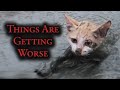 YouTube&#39;s Fake Animal Rescue Problem