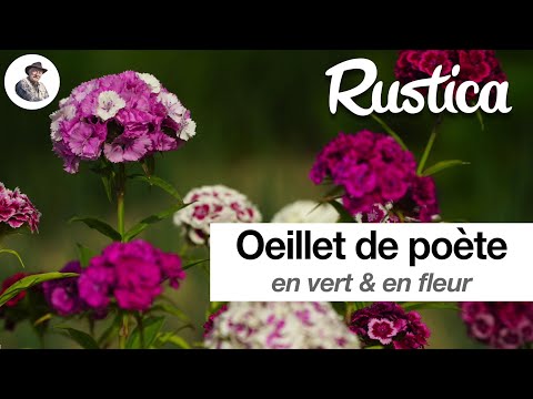 Vidéo: Quand fleurissent les giroflées nocturnes ?