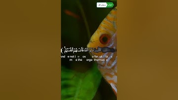 القرآن الكريم 🌿تلاوة من سورة الحشر 🌿القارئ زين العابدين الحديدي 🌿