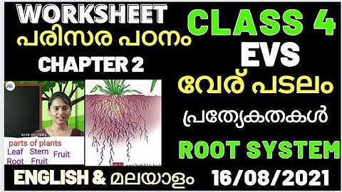 std 4 evs ഇലയ്ക്കുമുണ്ട് പറയാൻ Class 4 evs leaf too has to say activities
