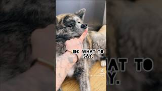 Annoying my Akita Inu #akitainu #dogs #秋田犬 #japanesedog