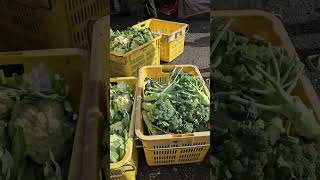 🍓金马崙早市的新鲜蔬果🥦🥬🍓🍠棒棒哒～🤩