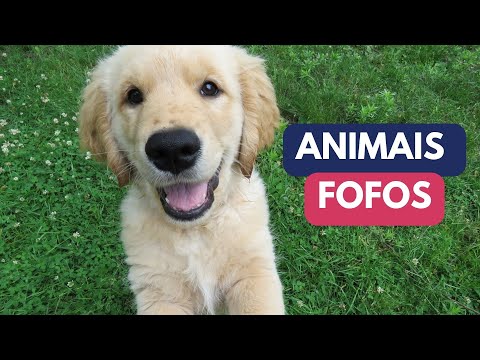 ANIMAIS FOFOS - VIDEO DE ANIMAIS FOFINHOS 