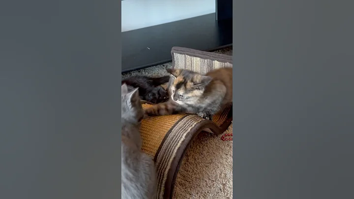 Watch the video about How cute are these #babykitten #cats #kitten #siamese #bluerussian #blackcat #calico #minx #manxcat