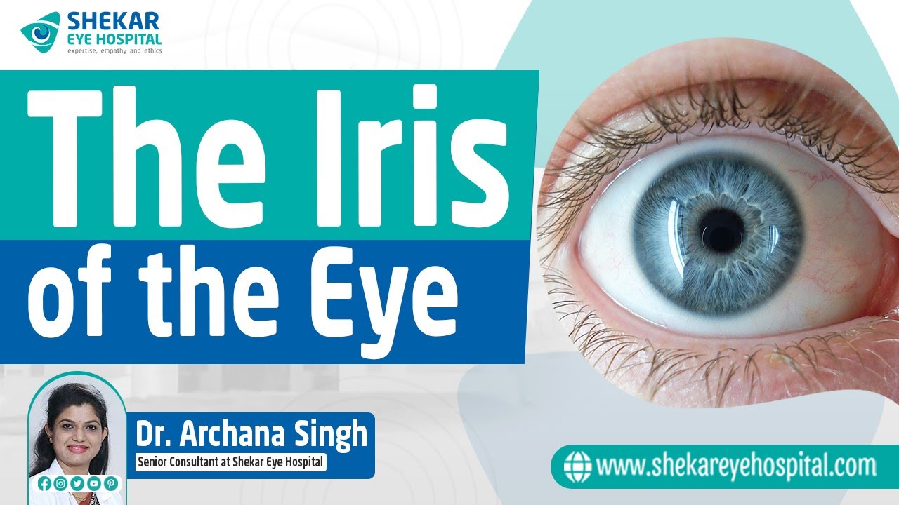 Iris of the Eye  Definition, Function & Parts - Video & Lesson