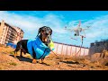 Lockdown life! Cute & funny dachshund dog video!