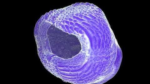 Placoderms (Armored Fish): Dominant Vertebrates of the Devonian Period: Supplemental Video 2