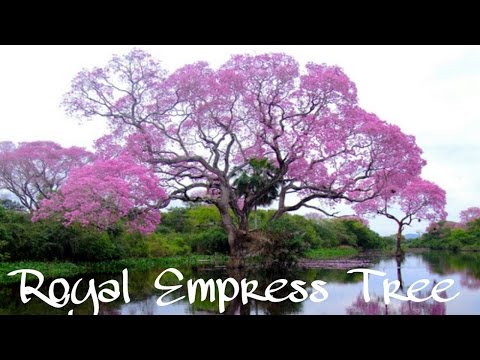 Video: Erfahre mehr über das Züchten eines Royal Empress Tree