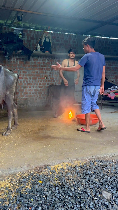 भेंस ki कीमत 😂🤣 #short #shorts #shortvideo #viralvideo #tranding #funny #viral #viralshorts