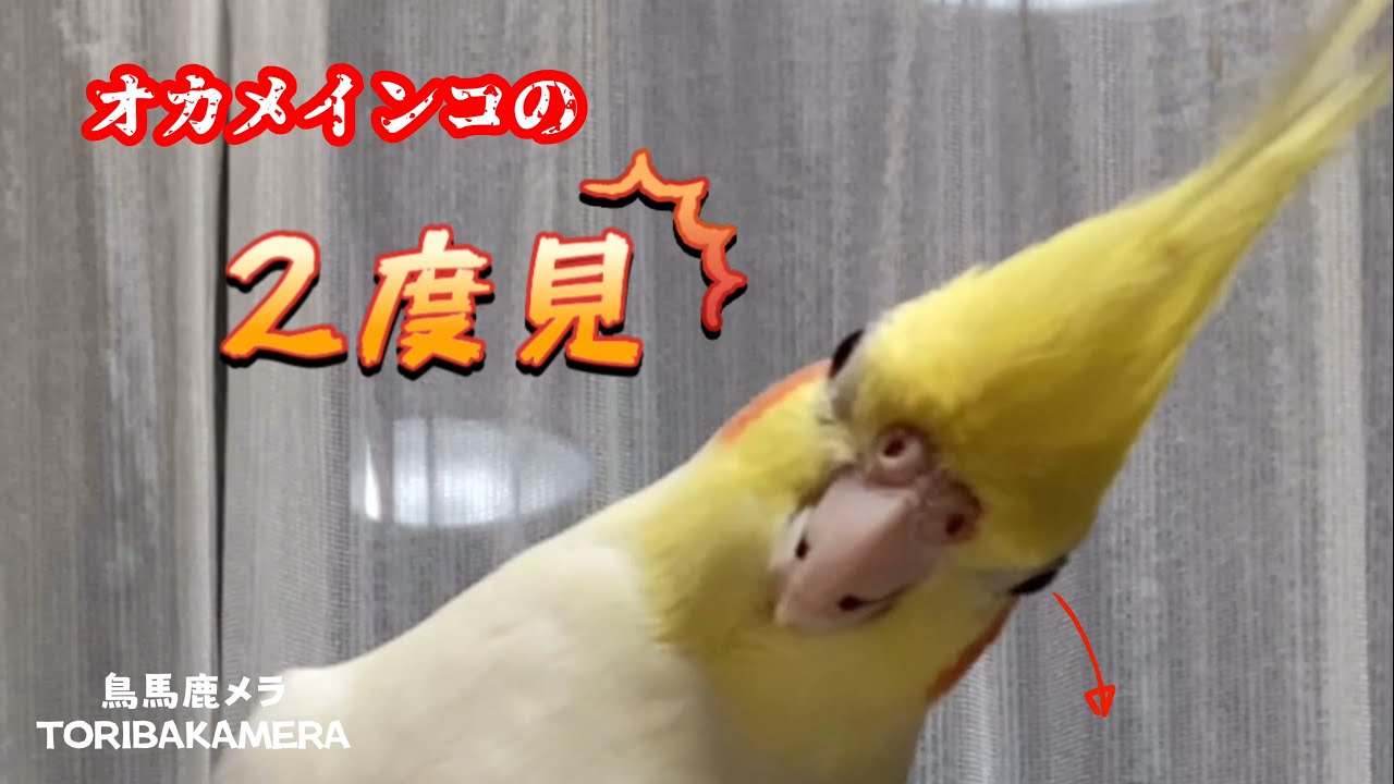 決定的瞬間】えっ、今の何！？衝撃の光景に「ガッツリ二度見」して