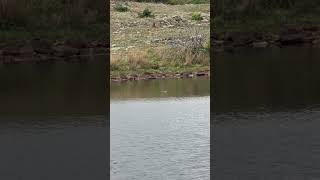 Caddo lake and one of its Beaver #pleasesubscribetomychannel #lifeisbutadream #nature