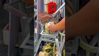 Opening a Fresh Coconut Using a Simple Lever Cutter for Quick Preparation #shorts
