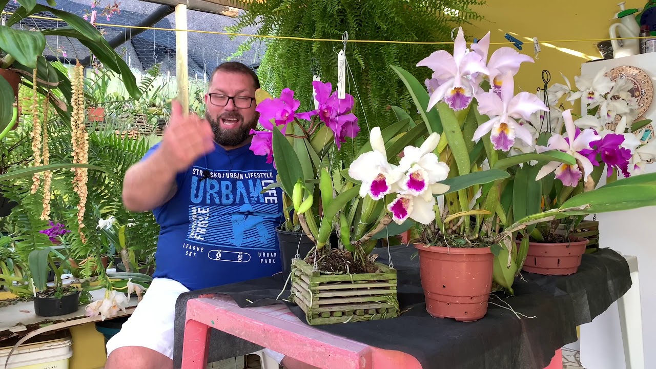 A história e cultivo da Cattleya labiata, a orquídea rainha do Nordeste -  thptnganamst.edu.vn