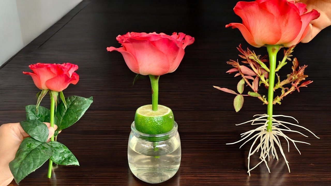 Just Lemon! Red Roses Suddenly Root Like Crazy Overnight