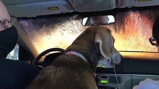 Beagle Is Enchanted by Car Wash #beagle #adoptdontshop #rescuedog