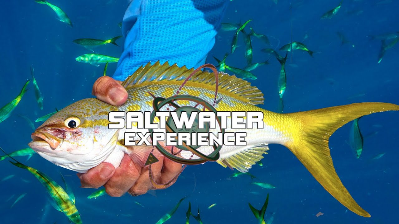 HUGE YELLOWTAIL SNAPPERS in the *FLORIDA KEYS* on live BAIT + MYSTERY