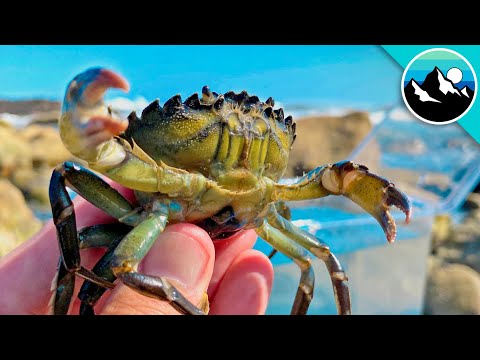 Making a CRABBY