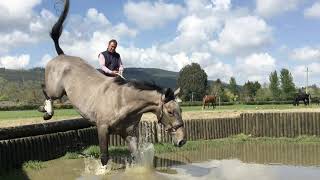 A slice of Cooley Farm Horses during Covid 19