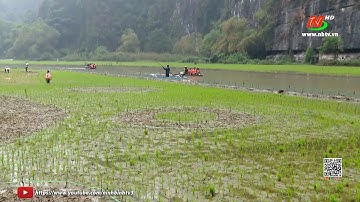 Tái hiện bức tranh dân gian “Cá vượt vũ môn" trên cánh đồng lúa Tam Cốc