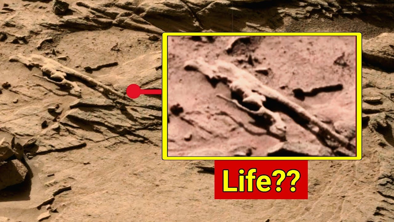 Curiosity Rover Spotted Strange Fossil-Like Structure On The Martian ...