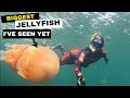 BIG JELLYFISH • TINY Boat 🏴‍☠️ Pocket Rocket EXPLORING (SIB) 🪼