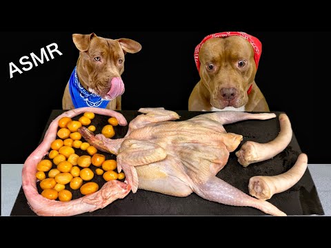 【犬のASMR】骨付き肉をボリボリ食べるピットブルの咀嚼音がクセになる