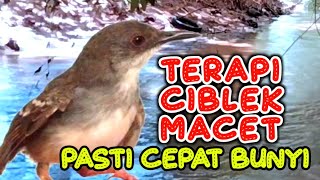 GUNAKAN TERAPI CIBLEK ATAU PANCINGAN CIBLEK GACOR INI UNTUK CIBLEK MACET AGAR BUNYI