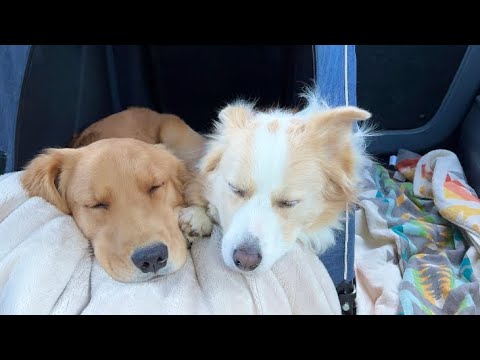 人間の言葉を理解して泣き出しそうになる犬...【#ボーダーコリー#ゴールデンレトリバー】