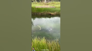 CÁCH HUẤN LUYỆN ĐẶC CÔNG LẶN NƯỚC CỦA VIỆT NAM