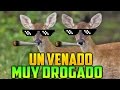 UN VENADO MUY DROGADO Y CON MUCHO SWAG!!! INFINIDEER JUEGO RANDOM EXTRAÑO Y DIVERTIDO