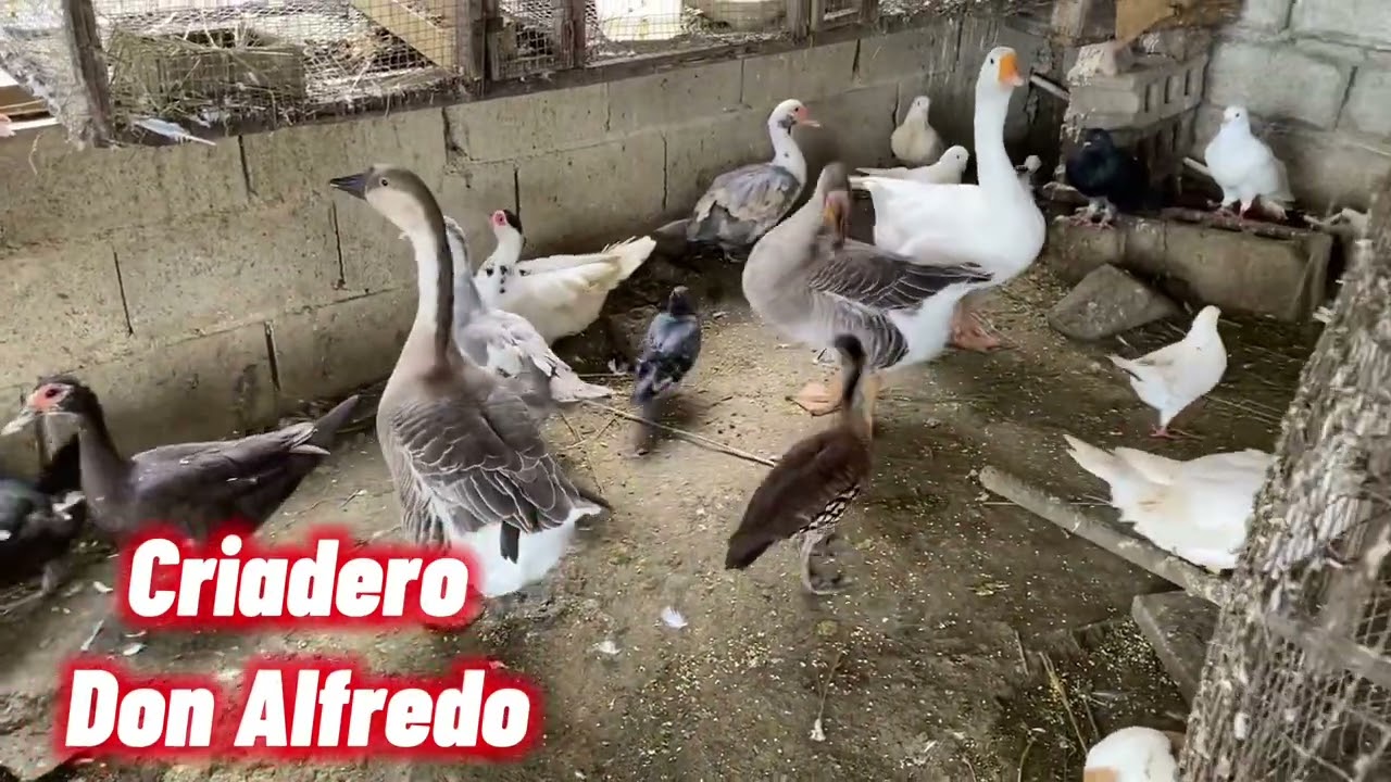 VISITO EL CRIADERO MÁS COMPLETO DE REPÚBLICA DOMINICANA