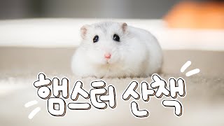 햄스터 집안 산책? 안전하게 시켜주는 방법! [햄스터 산책 방법]